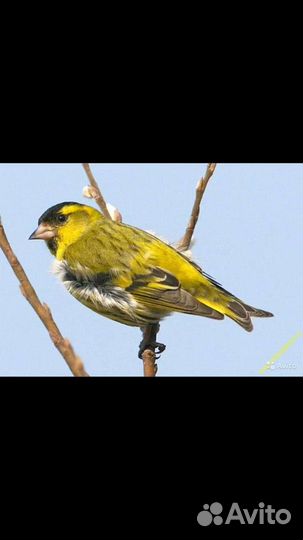 Щеглы, Чижи, Снегири