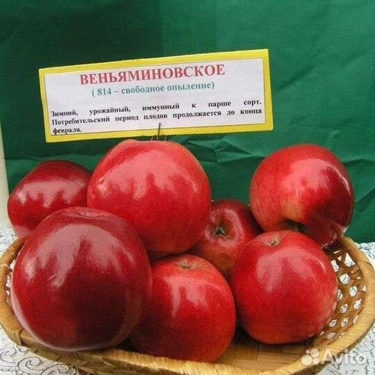 Яблоня Веньяминовское 3х-летка