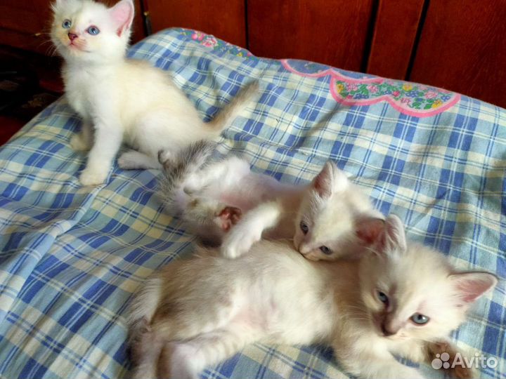 Котята в добрые руки