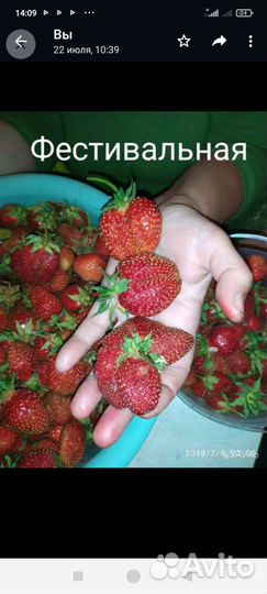 Саженцы ягоды Фестивальная