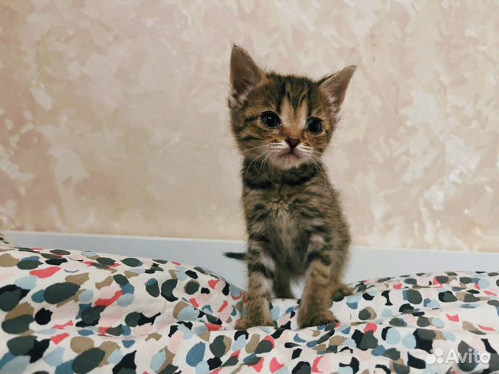 Котята в добрые руки бесплатно 4 нед