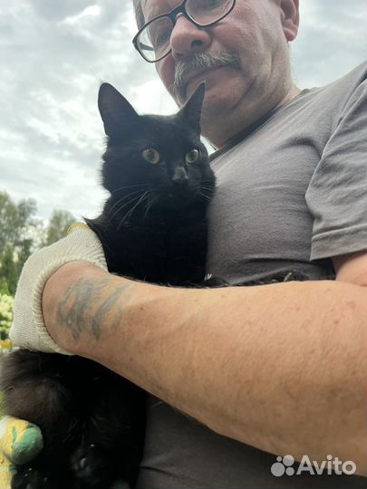 Черный кот