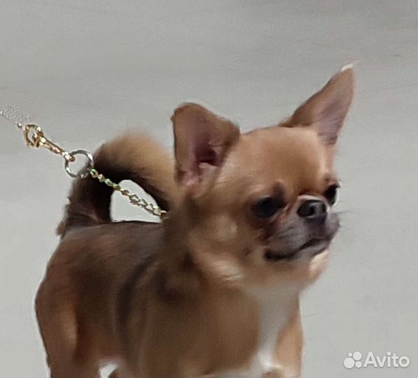 Кобель Чемпион Вязка