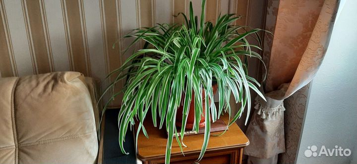 Хлорофитум