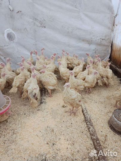 Индюшата подрощеные