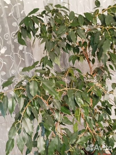 Фикус Бенджамина