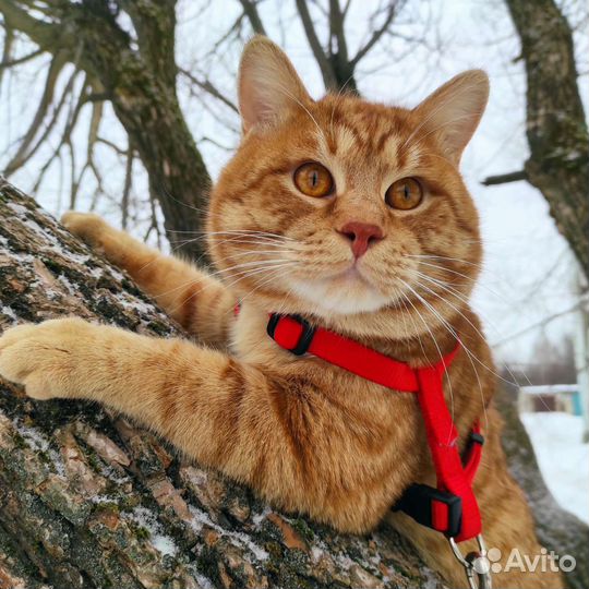 Курильский кот вязка