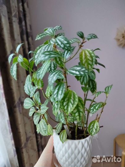 Пилея кадье