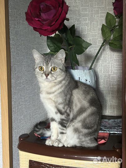 Кошка