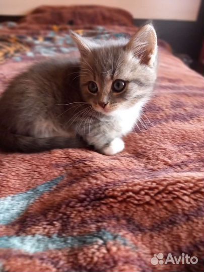 Британский котёнок