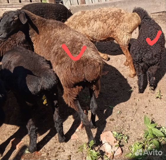 Племенной Баран