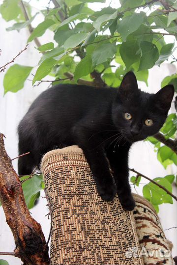 Котенок в добрые руки