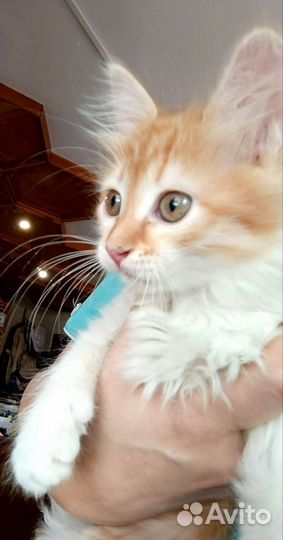 Кошка в дар