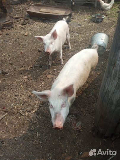 Поросенок,коровы,телята