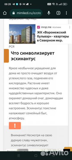 Эсхинантус
