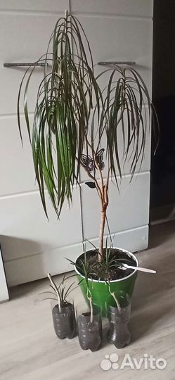 Пальма драцена