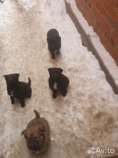 Собака в добрые руки отдам бесплатно