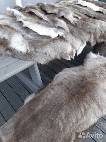 Шкура заполярного оленя выделанная
