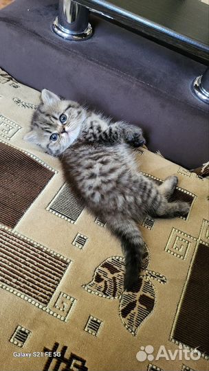 Шотландская