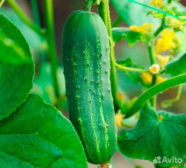 Огурцы домашние