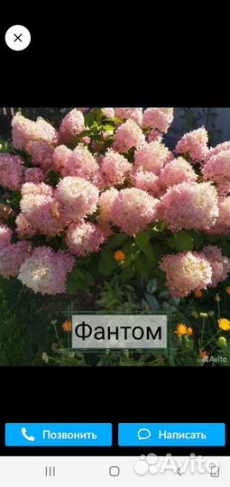 Гортензия метельчатая саженцы,растущие и цветущие