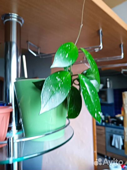 Комнатные цветы разные