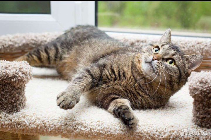 Пухленькая Пумочка ищет мам пап