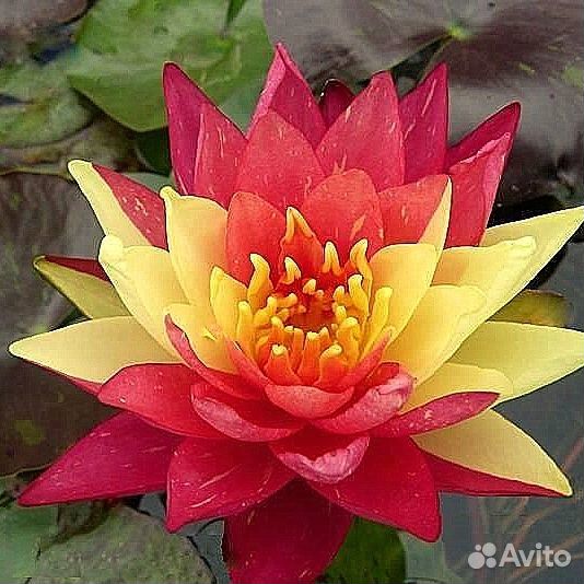 Сортовые зимующие нифеи для пруда