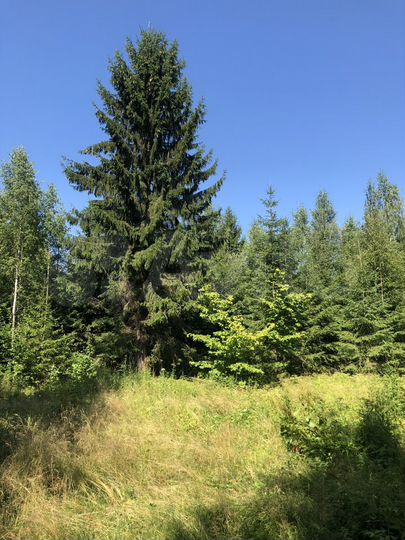 Участок 18 сот. (ИЖС)