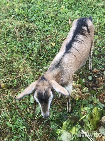 Коза дойная 1 окот10 т