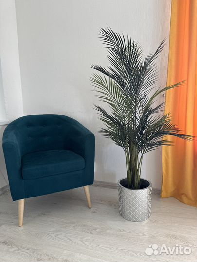 Финиковая пальма