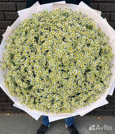 Букеты. Доставка ромашек