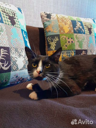 Кот Федя в добрые ручки