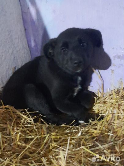 Щенок в добрые руки