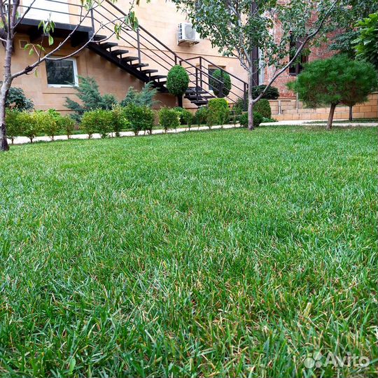 Рулонный газон