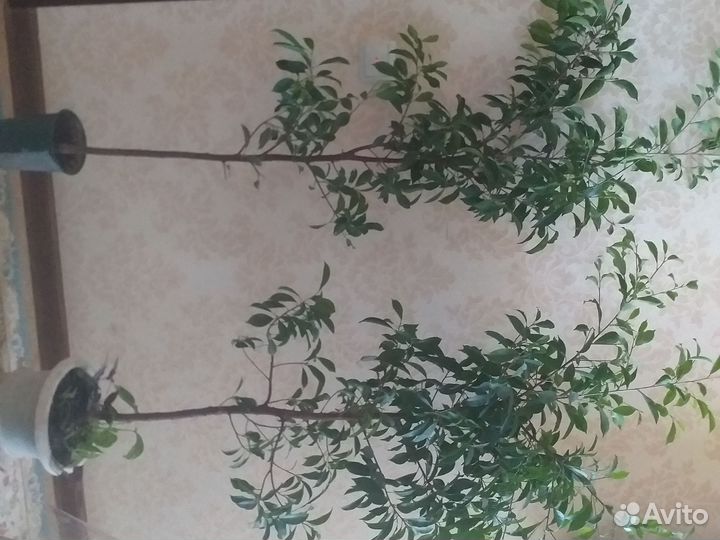 Фикус бенджамина