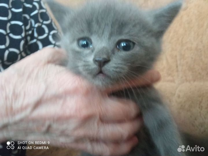 Котята- он и она