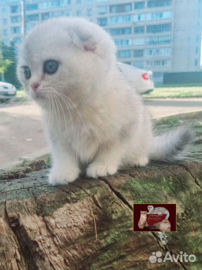 Шотландский мальчик