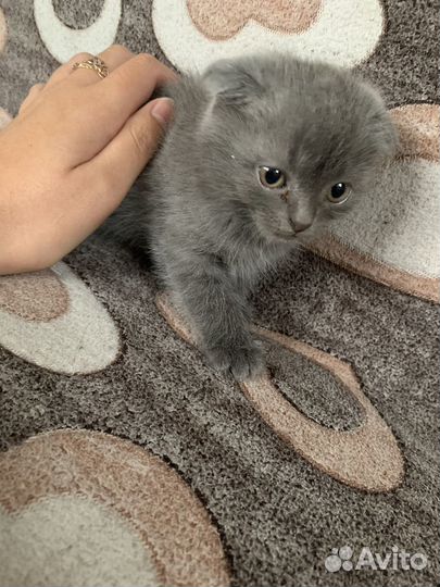 Кошка в дар бесплатно