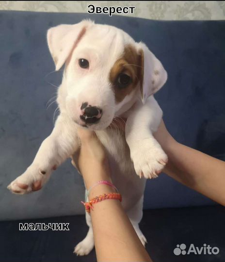 Джек Рассел терьер