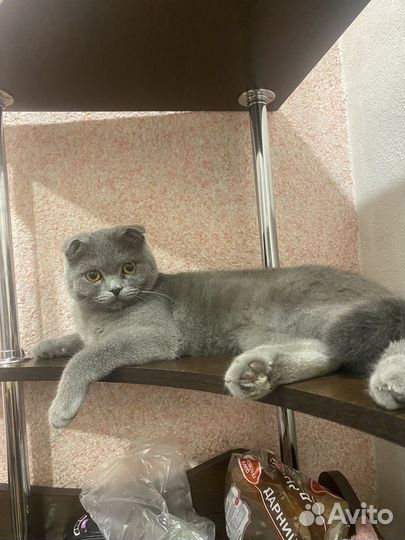 Шотландская