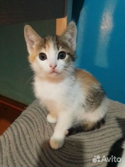 Котенок-кошечка в добрые руки