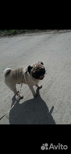 Мопс вязка кабель