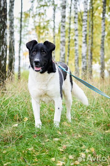 Собака Йоши из приюта