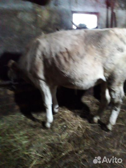 Корова карпатская бурая, тёлка Костромская