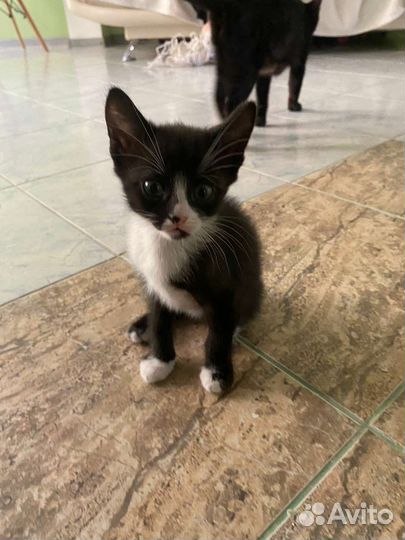 Милые котята бесплатно