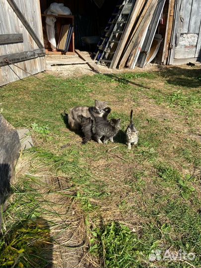 Котята в добрые руки бесплатно