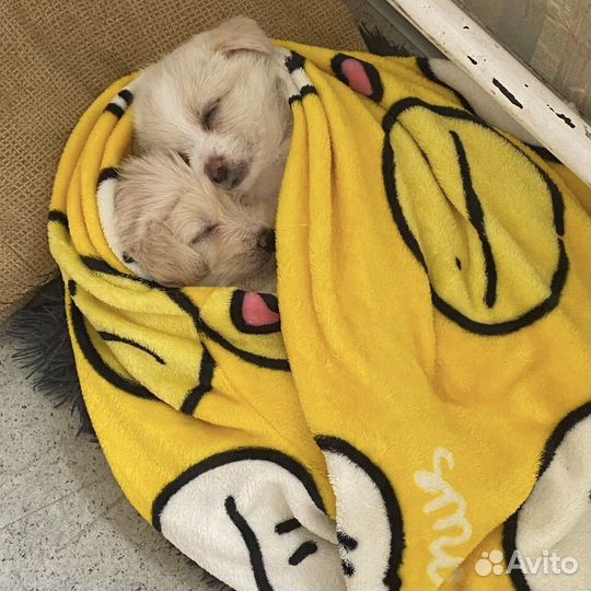 Щенки даром