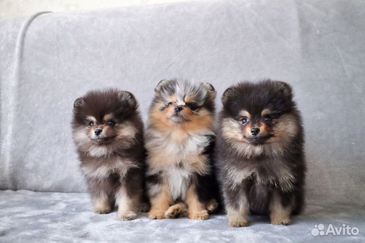 Бесподобные девочки и мальчики шпица