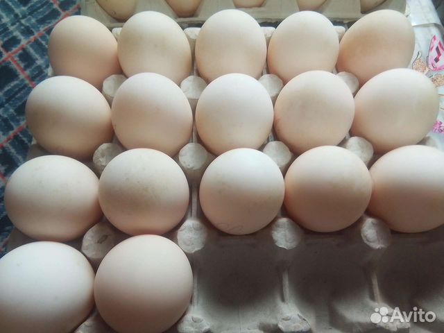 Инкубационное яйцо индоутки и кур